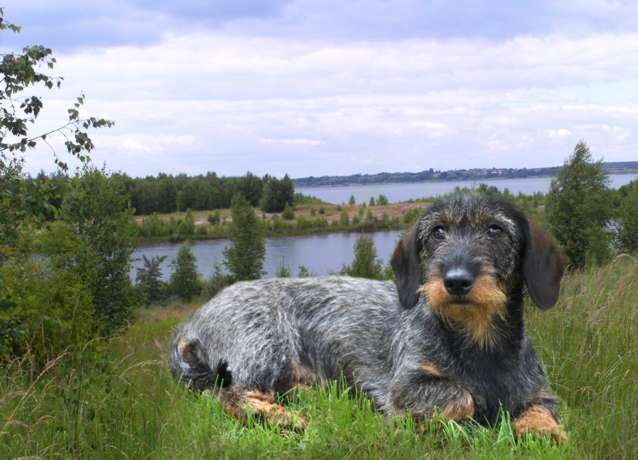 Cassi in der Goitzsche