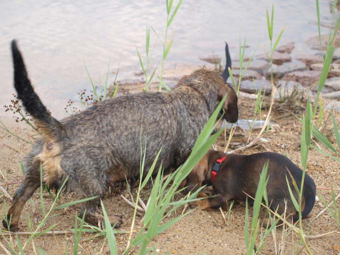 Bild Welpen 8 Wochen 1