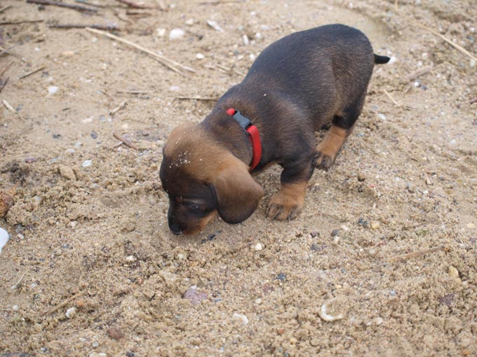 Bild Welpen 8 Wochen 2