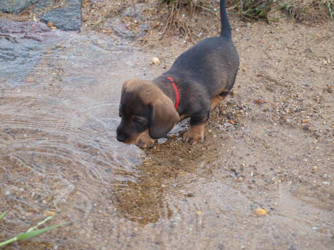 Bild Welpen 8 Wochen 3