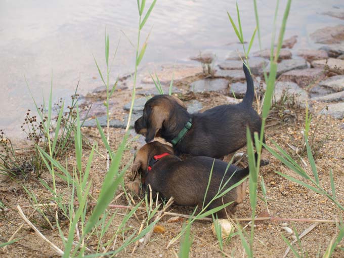 Bild Welpen 8 Wochen 4