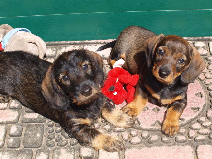 Bild Welpen 9 Wochen 1