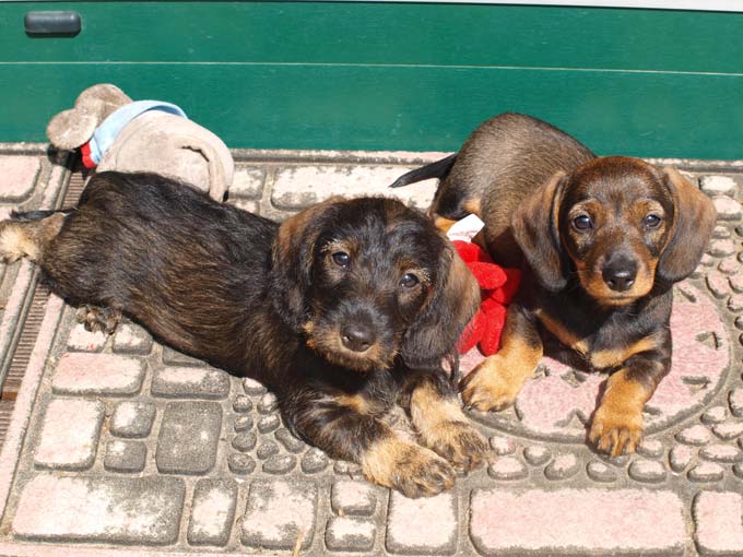 Bild Welpen 9 Wochen 2