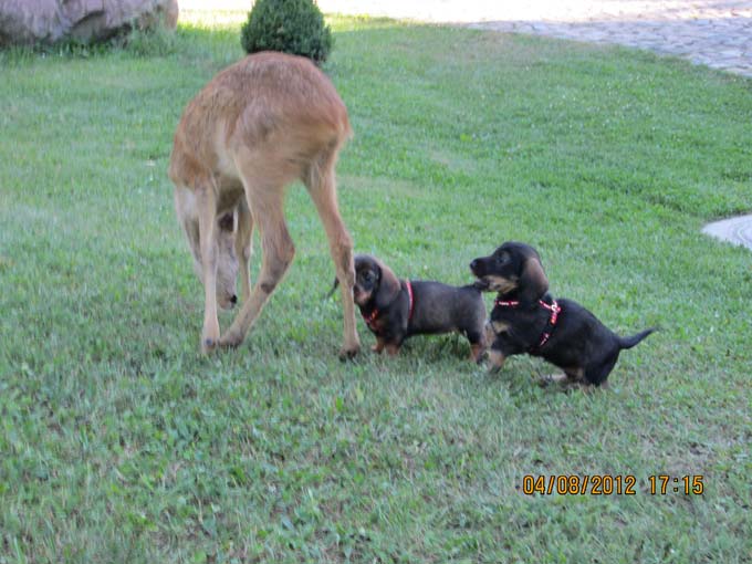 Bild Welpen 9 Wochen 3