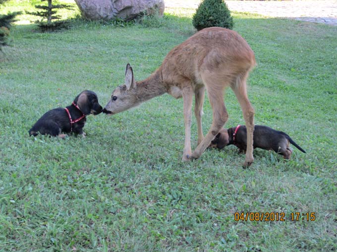 Bild Welpen 9 Wochen 4