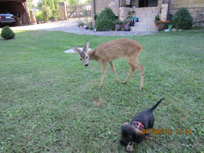 Bild Welpen 9 Wochen 5