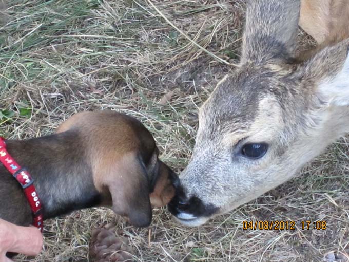 Bild Welpen 9 Wochen 6