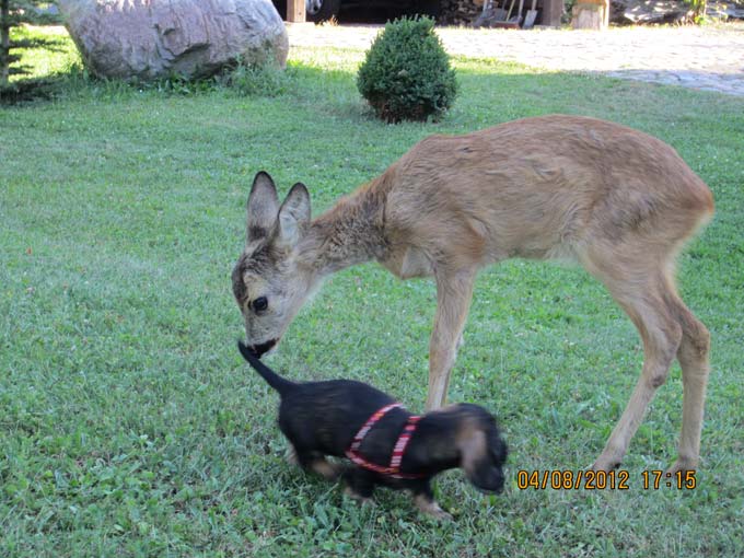 Bild Welpen 9 Wochen 7